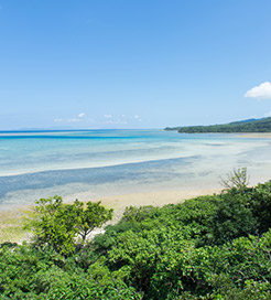 Illa Iriomote